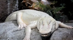 Morate ga vidjeti: 10 albinos životinja koja živi pored osobe